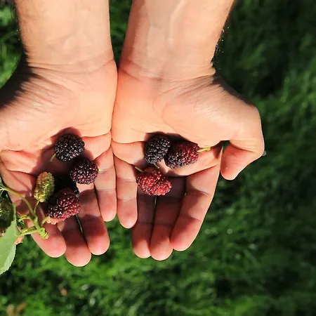 Semesteranläggning (resort) Ataol Tatil Ciftligi Bozcaada