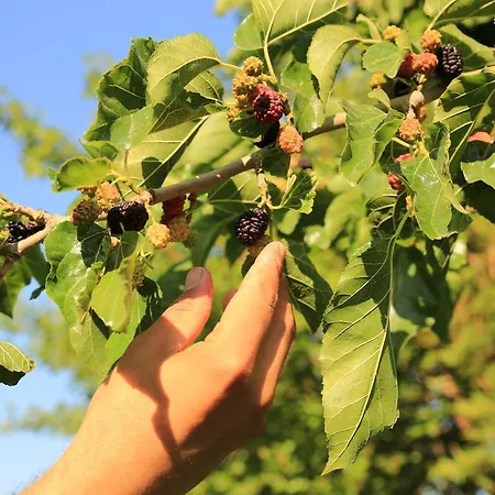 Ataol Tatil Ciftligi * Bozcaada